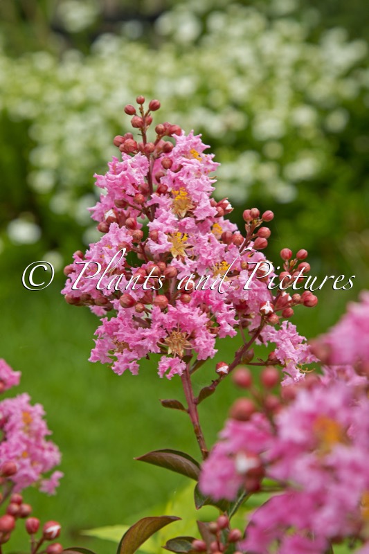 Lagerstroemia ‘Sioux’