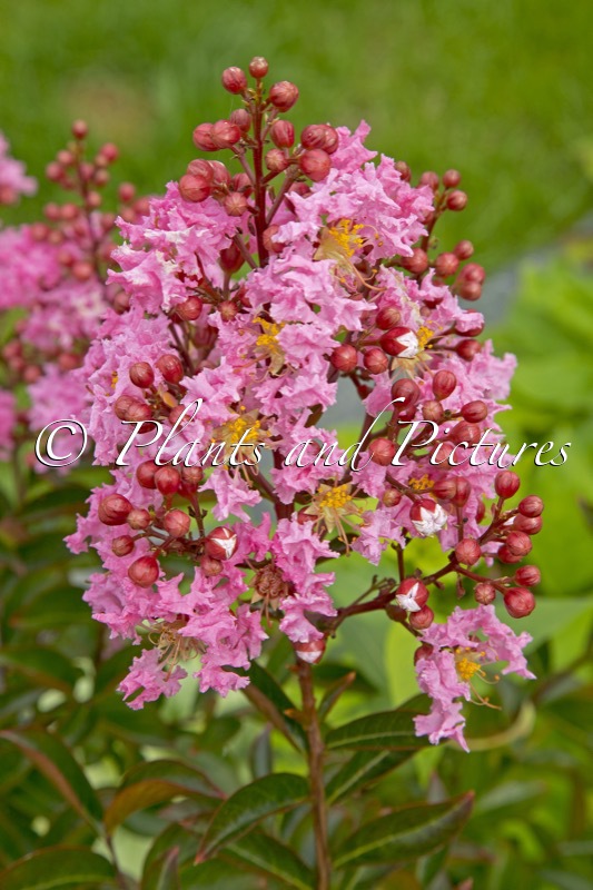 Lagerstroemia ‘Sioux’