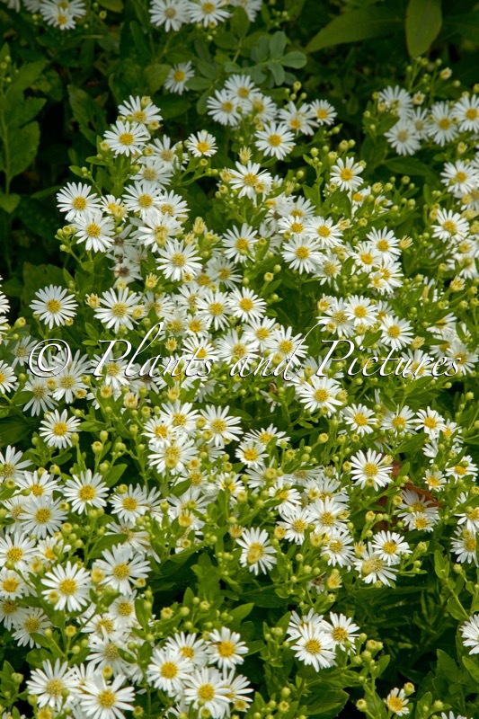 Aster ageratoides ‘Starshine’