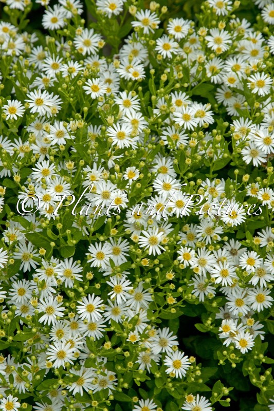 Aster ageratoides ‘Starshine’