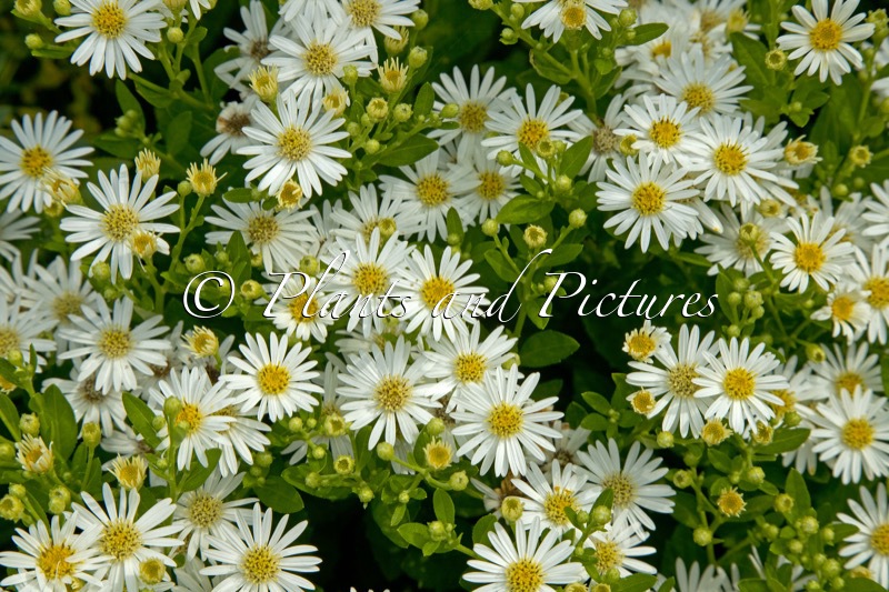 Aster ageratoides ‘Starshine’