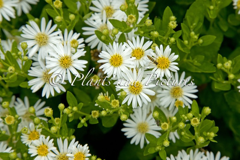 Aster ageratoides ‘Starshine’