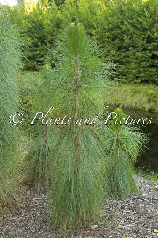 Pinus palustris