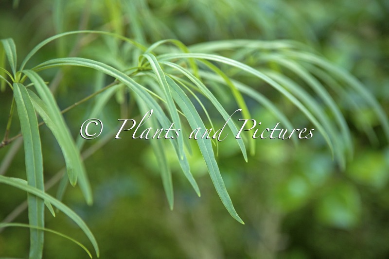 Pittosporum illicioides var. angustifolium
