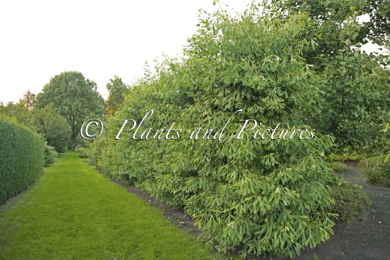 Ginkgo biloba ‘Saratoga’