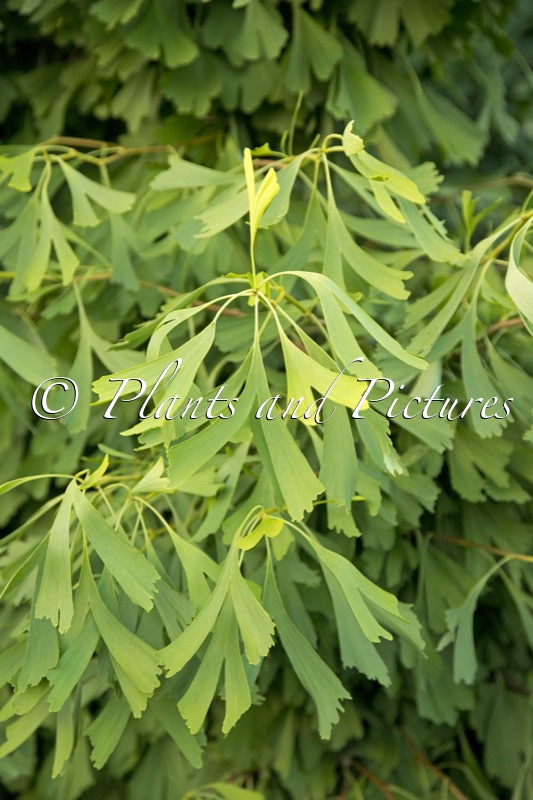 Ginkgo biloba ‘Saratoga’