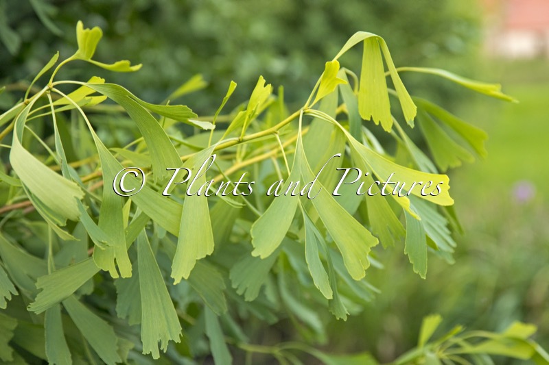 Ginkgo biloba ‘Saratoga’