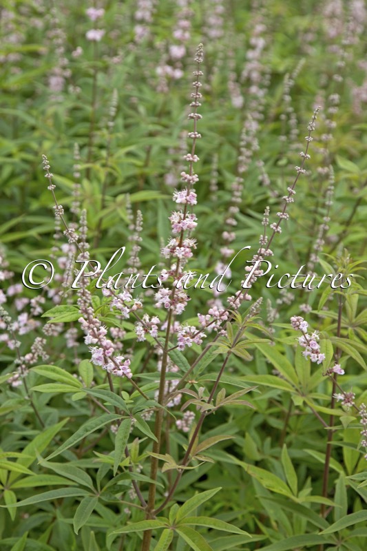 Vitex agnus-castus ‘Santamaria’