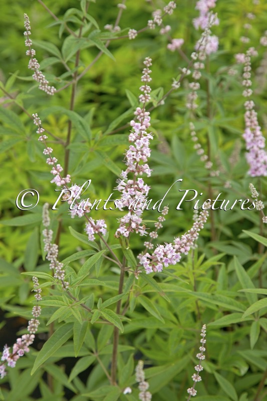Vitex agnus-castus ‘Santamaria’