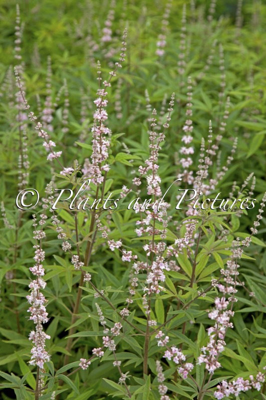 Vitex agnus-castus ‘Santamaria’