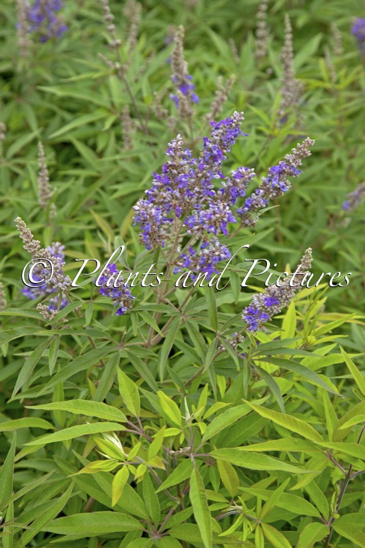 Vitex agnus-castus ‘Piivac-I’ (DELTA BLUES)