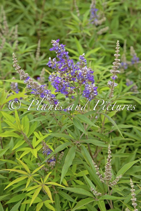 Vitex agnus-castus ‘Piivac-I’ (DELTA BLUES)