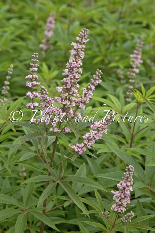 Vitex agnus-castus ‘V07 SC OP 4’ (PINK PINNACLE)