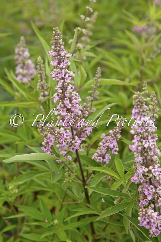 Vitex agnus-castus ‘V07 SC OP 4’ (PINK PINNACLE)