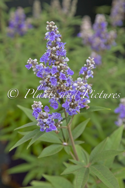 Vitex agnus-castus f. latifolia