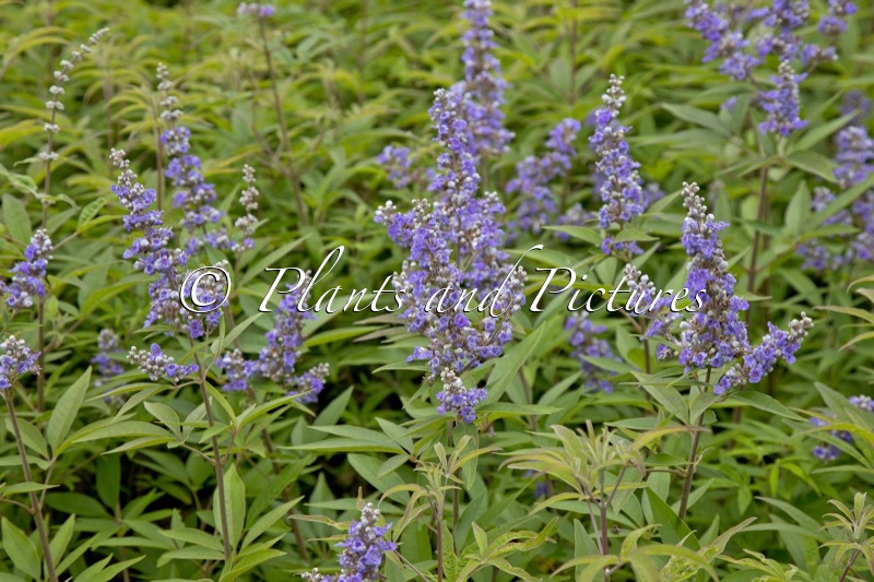 Vitex agnus-castus f. latifolia