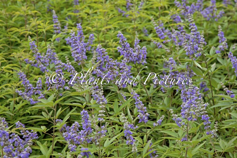 Vitex agnus-castus f. latifolia