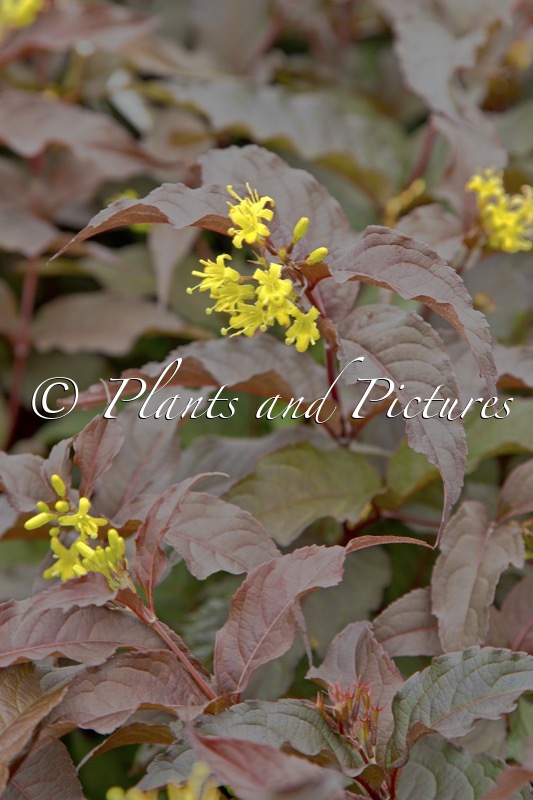 Diervilla splendens ‘El Madrigal’ (DIVA)