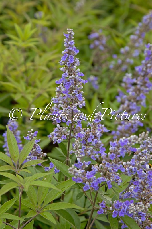 Vitex agnus-castus ‘SMNVACBD’ (BLUE DIDDLEY)