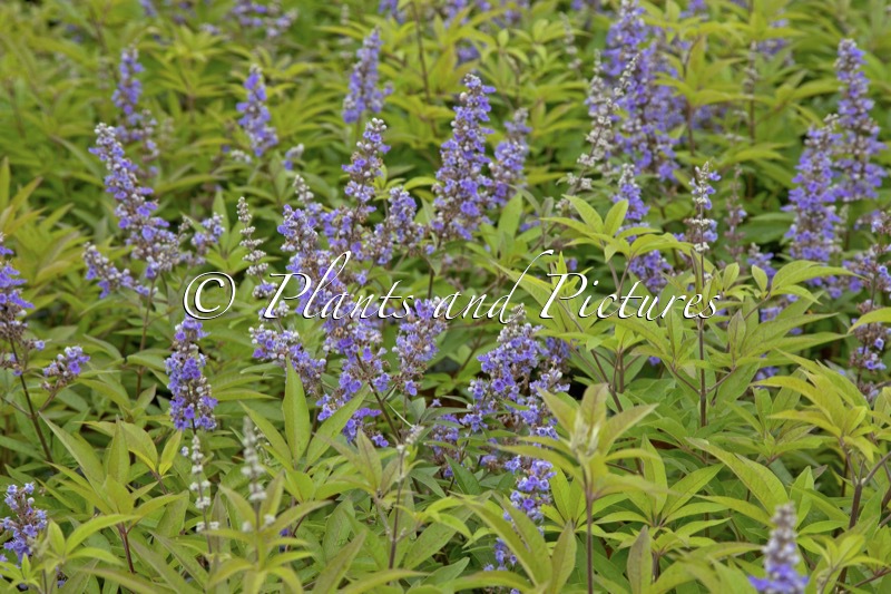 Vitex agnus-castus ‘SMNVACBD’ (BLUE DIDDLEY)