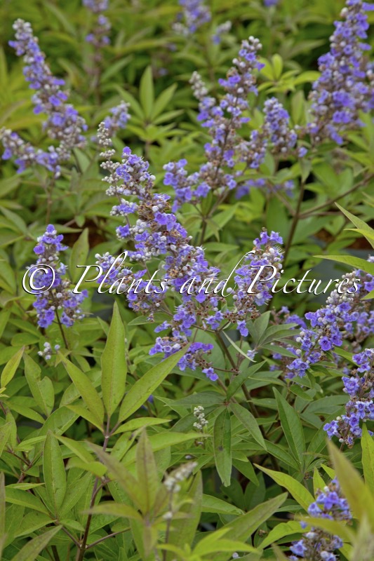 Vitex agnus-castus ‘SMNVACBD’ (BLUE DIDDLEY)