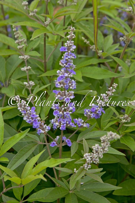 Vitex agnus-castus ‘SMNVACBD’ (BLUE DIDDLEY)