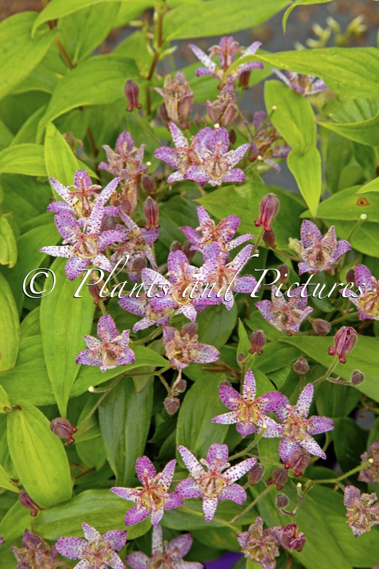 Tricyrtis formosana ‘Innotripf’ (PINK FRECKLES)