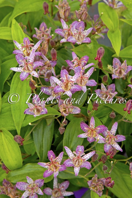 Tricyrtis formosana ‘Innotripf’ (PINK FRECKLES)