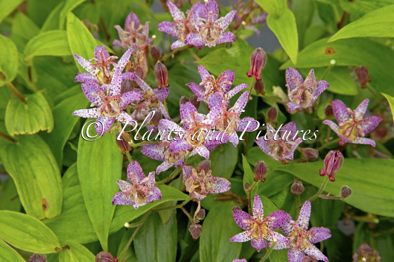 Tricyrtis formosana ‘Innotripf’ (PINK FRECKLES)
