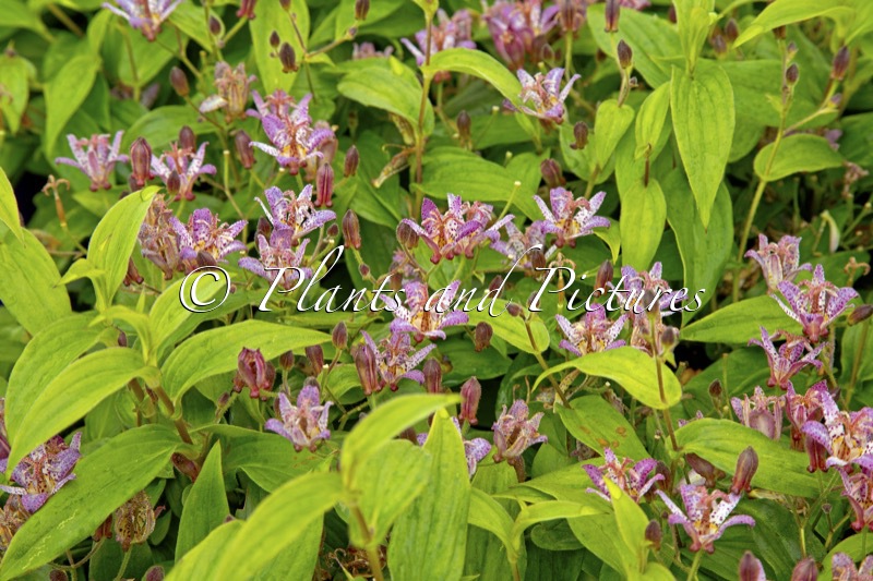 Tricyrtis formosana ‘Innotripf’ (PINK FRECKLES)