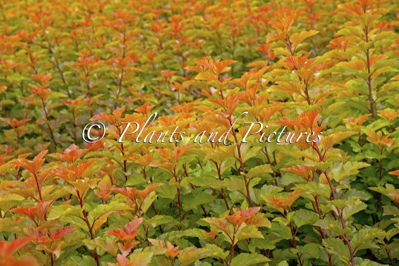 Physocarpus opulifolius ‘LP1’ (MAGIC BALL)