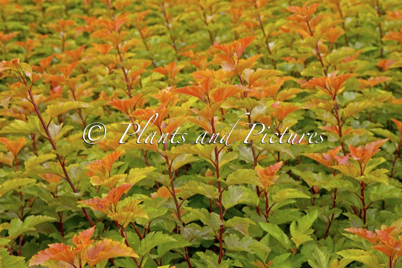 Physocarpus opulifolius ‘LP1’ (MAGIC BALL)