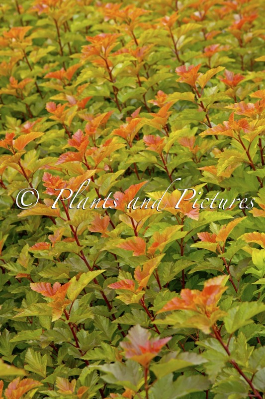 Physocarpus opulifolius ‘LP1’ (MAGIC BALL)