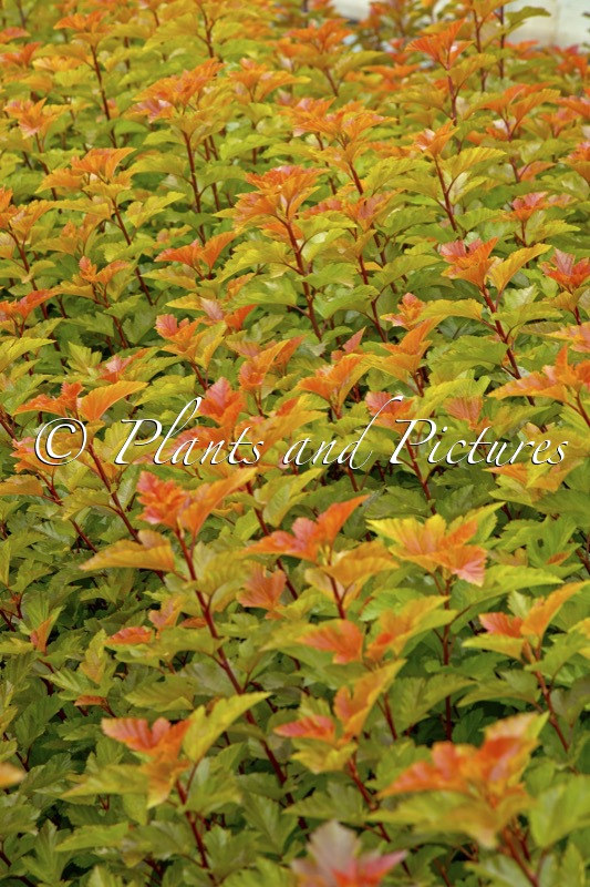 Physocarpus opulifolius ‘LP1’ (MAGIC BALL)