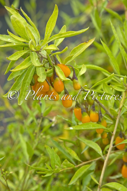 Lycium barbarum ‘Huang Se Medlar’ (AMBER SWEET GOJI)