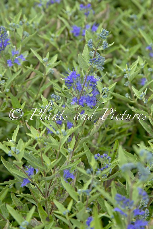 Caryopteris clandonensis ‘Blauer Spatz’