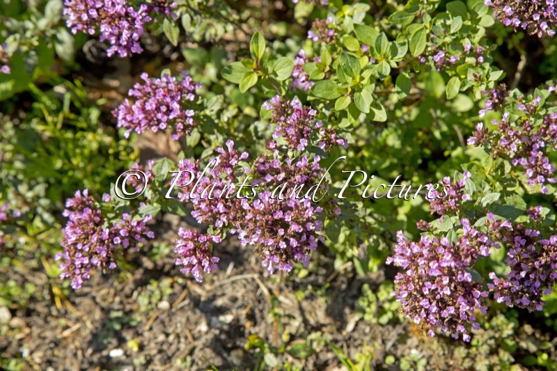 Origanum laevigatum ‘Herrenhausen’