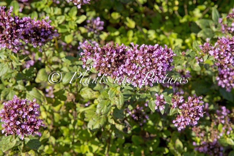 Origanum laevigatum ‘Herrenhausen’