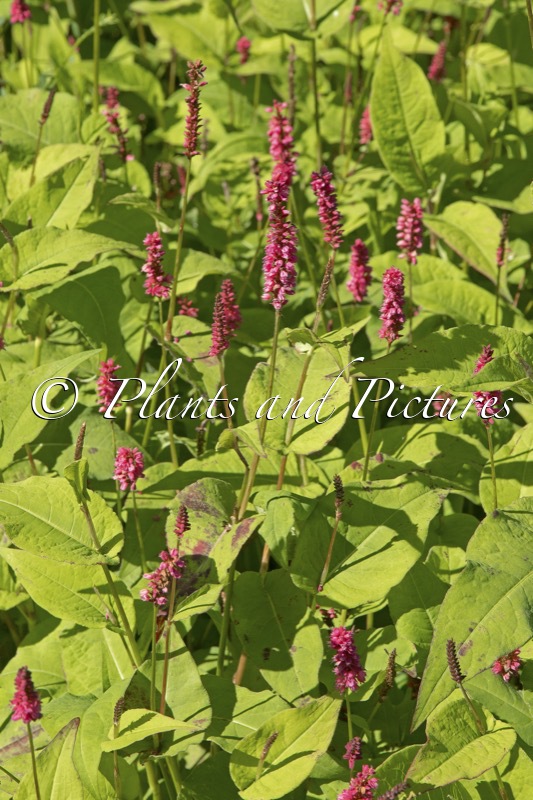 Persicaria amplexicaulis ‘Lisan’