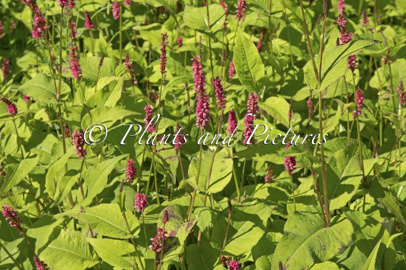 Persicaria amplexicaulis ‘Lisan’