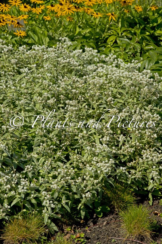 Anaphalis triplinervis