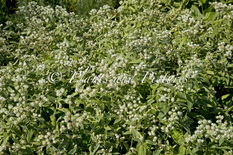 Anaphalis triplinervis