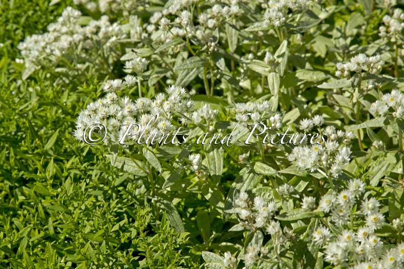 Anaphalis triplinervis