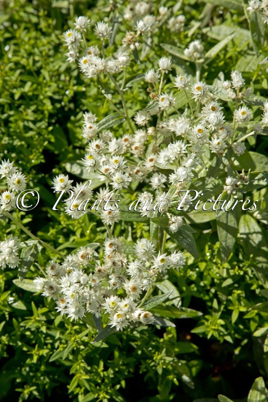 Anaphalis triplinervis