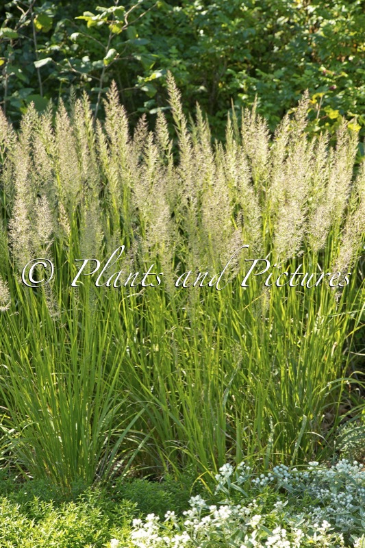 Calamagrostis brachytricha