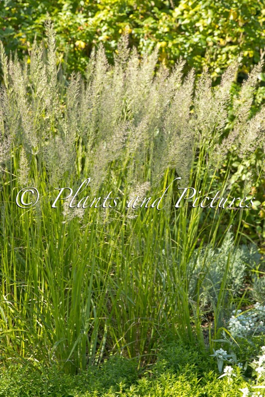 Calamagrostis brachytricha