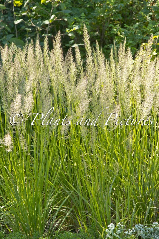 Calamagrostis brachytricha