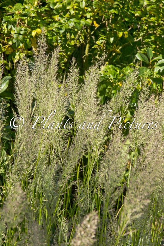 Calamagrostis brachytricha