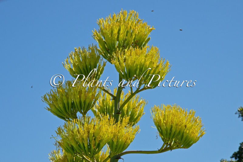 Agave americana