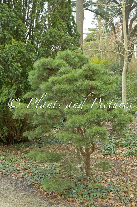 Pinus sylvestris ‘Nana Compacta’